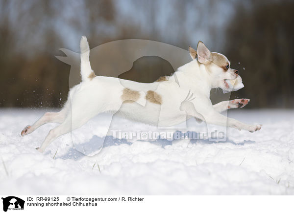 rennender Kurzhaarchihuahua / running shorthaired Chihuahua / RR-99125