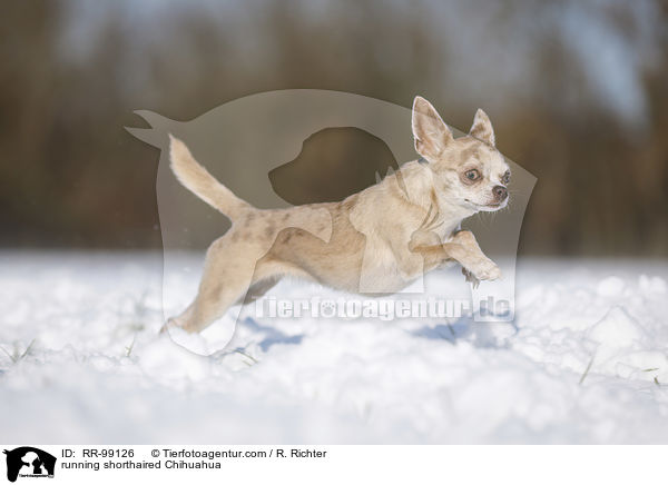 rennender Kurzhaarchihuahua / running shorthaired Chihuahua / RR-99126