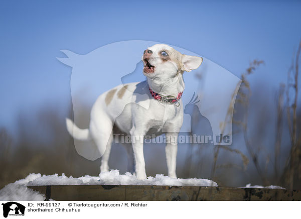 Kurzhaarchihuahua / shorthaired Chihuahua / RR-99137