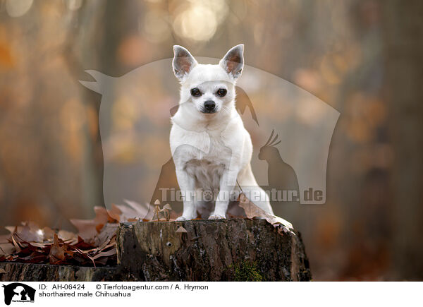 shorthaired male Chihuahua / AH-06424