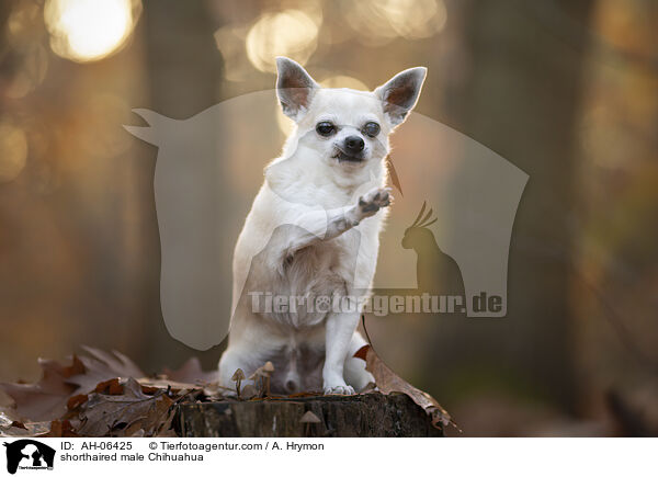 shorthaired male Chihuahua / AH-06425
