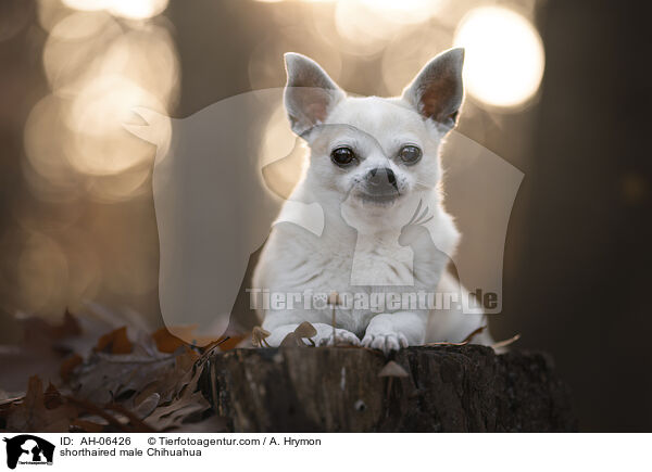 shorthaired male Chihuahua / AH-06426