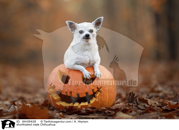 shorthaired male Chihuahua / AH-06428