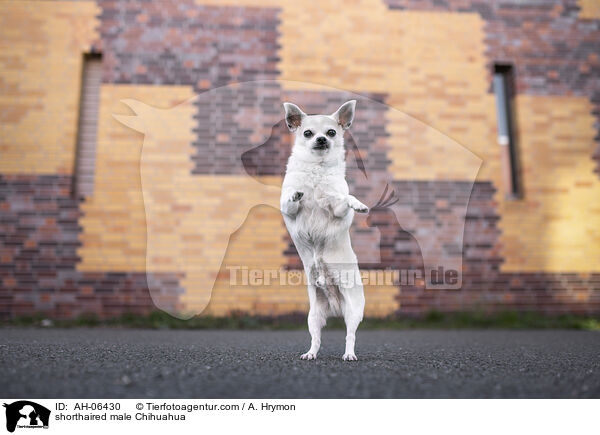 shorthaired male Chihuahua / AH-06430
