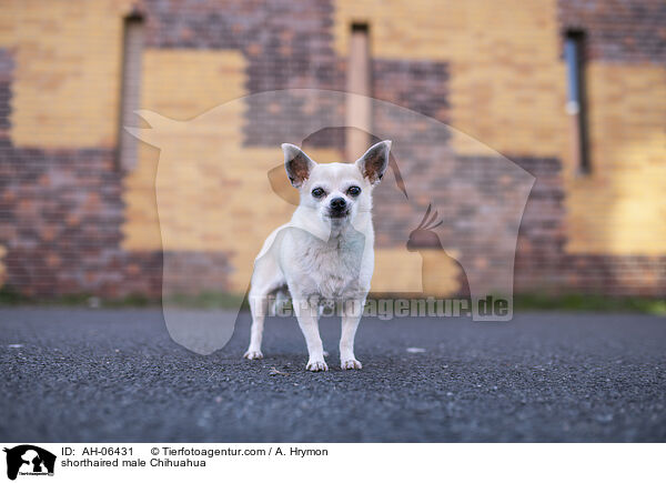 Kurzhaarchihuahua Rde / shorthaired male Chihuahua / AH-06431