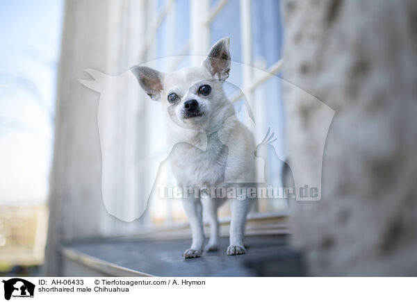 shorthaired male Chihuahua / AH-06433
