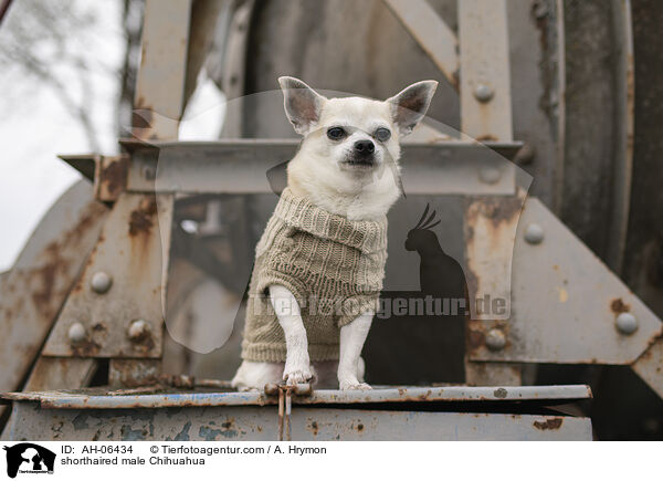 shorthaired male Chihuahua / AH-06434