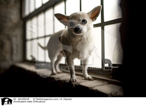 shorthaired male Chihuahua / AH-06435