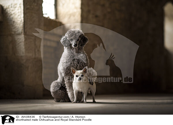 Kurzhaarchihuahua Rde und Kleinpudel / shorthaired male Chihuahua and Royal Standard Poodle / AH-06436