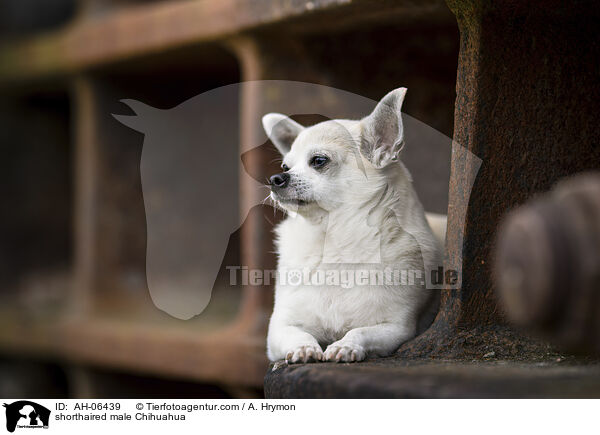 shorthaired male Chihuahua / AH-06439