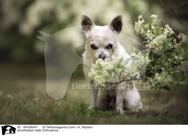 Kurzhaarchihuahua Rde / shorthaired male Chihuahua / AH-06441