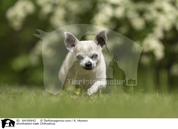shorthaired male Chihuahua / AH-06442