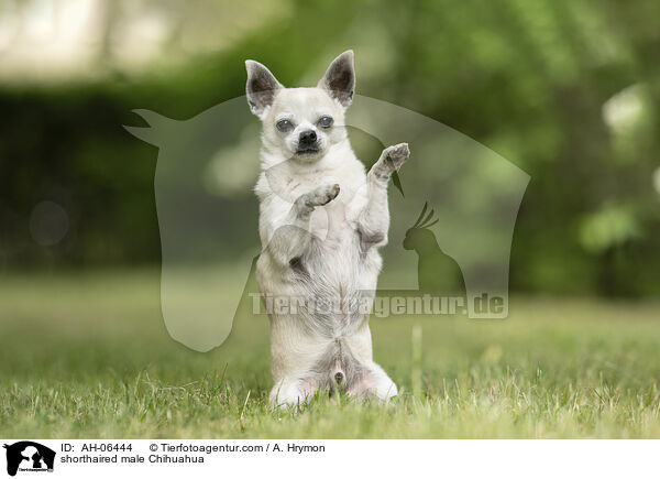 shorthaired male Chihuahua / AH-06444