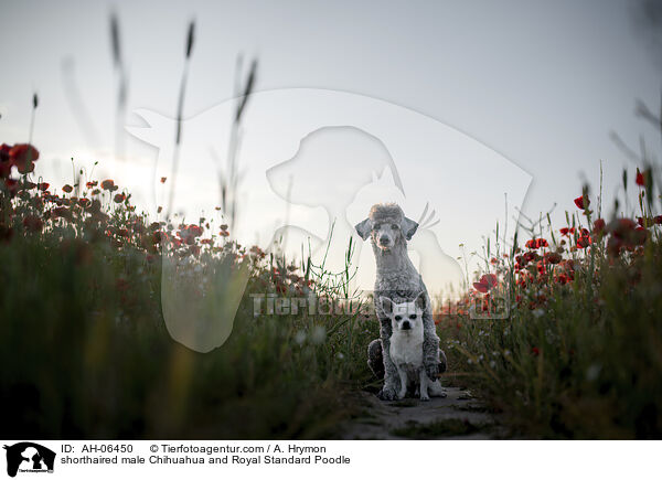 shorthaired male Chihuahua and Royal Standard Poodle / AH-06450