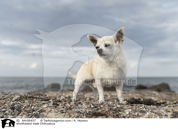 shorthaired male Chihuahua / AH-06457