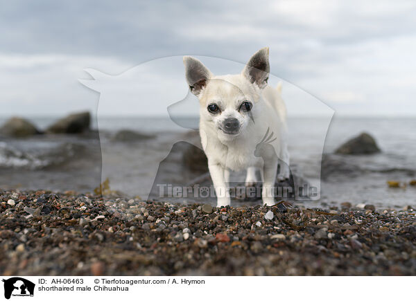 shorthaired male Chihuahua / AH-06463