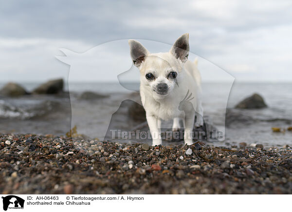 Kurzhaarchihuahua Rde / shorthaired male Chihuahua / AH-06463