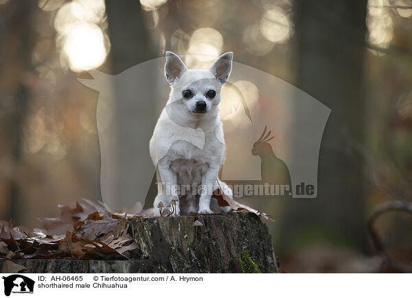 Kurzhaarchihuahua Rde / shorthaired male Chihuahua / AH-06465