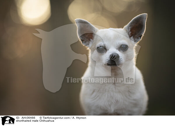 shorthaired male Chihuahua / AH-06466