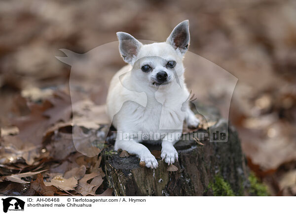 Kurzhaarchihuahua Rde / shorthaired male Chihuahua / AH-06468
