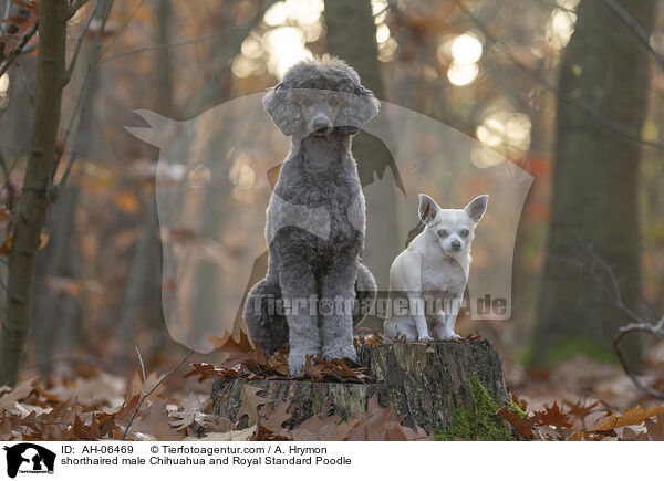 Kurzhaarchihuahua Rde und Kleinpudel / shorthaired male Chihuahua and Royal Standard Poodle / AH-06469