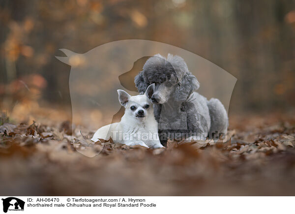 Kurzhaarchihuahua Rde und Kleinpudel / shorthaired male Chihuahua and Royal Standard Poodle / AH-06470