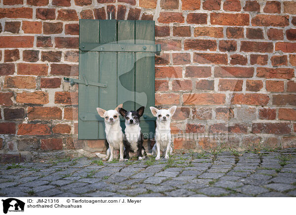Kurzhaarchihuahuas / shorthaired Chihuahuas / JM-21316