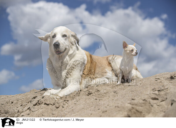 Hunde / dogs / JM-21322
