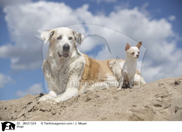 Hunde / dogs / JM-21324