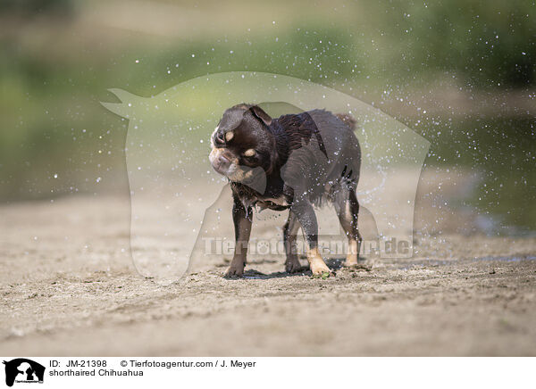 Kurzhaarchihuahua / shorthaired Chihuahua / JM-21398