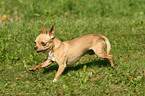 running shorthaired Chihuahua