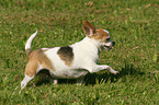 running shorthaired Chihuahua