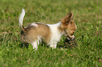 playing Chihuahua puppy