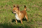 standing shorthaired Chihuahua