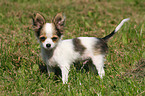 standing Chihuahua puppy