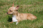 lying shorthaired Chihuahua