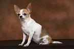 sitting shorthaired Chihuahua