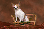 sitting shorthaired Chihuahua