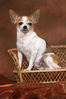 sitting shorthaired Chihuahua