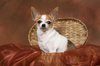 shorthaired Chihuahua in basket