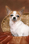 shorthaired Chihuahua in basket