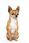 sitting Chihuahua