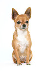 sitting Chihuahua