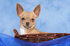 Chihuahua in basket