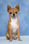 sitting Chihuahua