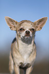 shorthaired Chihuahua Portrait