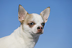 shorthaired Chihuahua Portrait