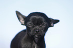 young shorthaired Chihuahua