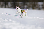 shorthaired Chihuahuas
