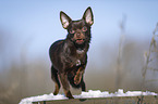 young shorthaired Chihuahua